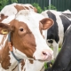 Onze koeien zorgen voor onze vegetarische kaas