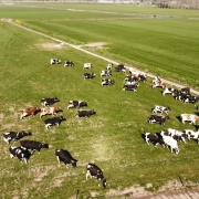 De Koeien mogen weer naar buiten - 5 april 2020!